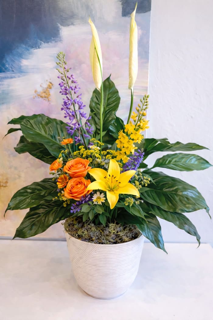 Peace Lily – Quiet Grace