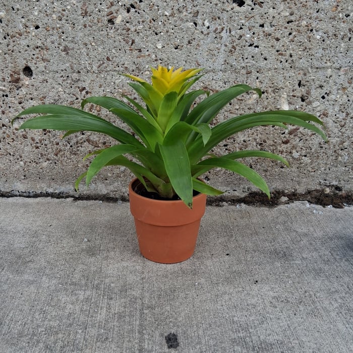 Yellow Bromeliad 4" Pot