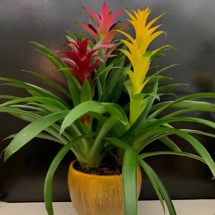 Triple Bromeliad in Ceramic