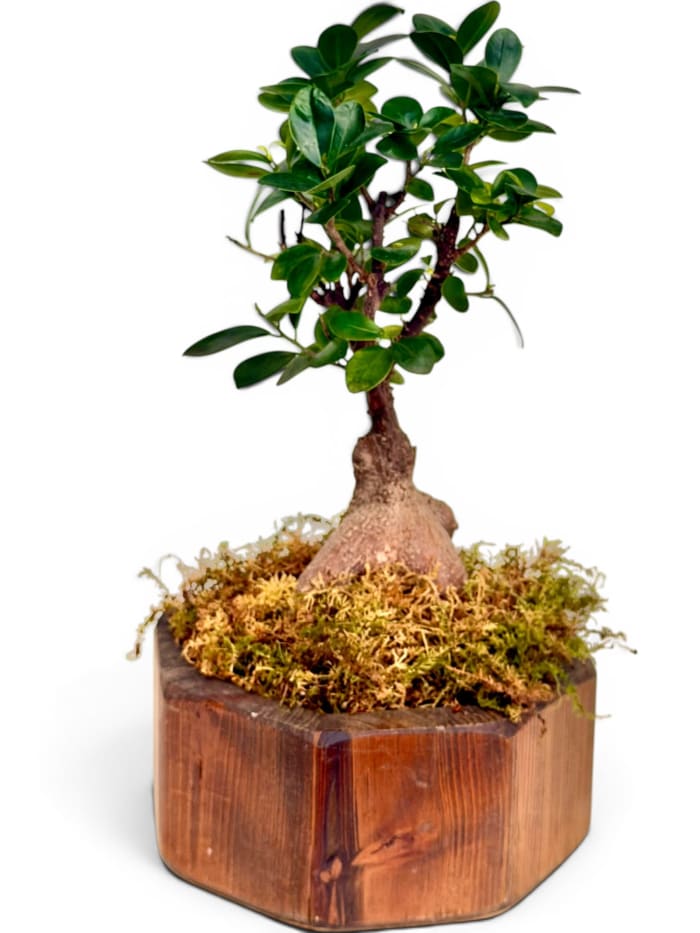 The Zen Desktop Bonsai