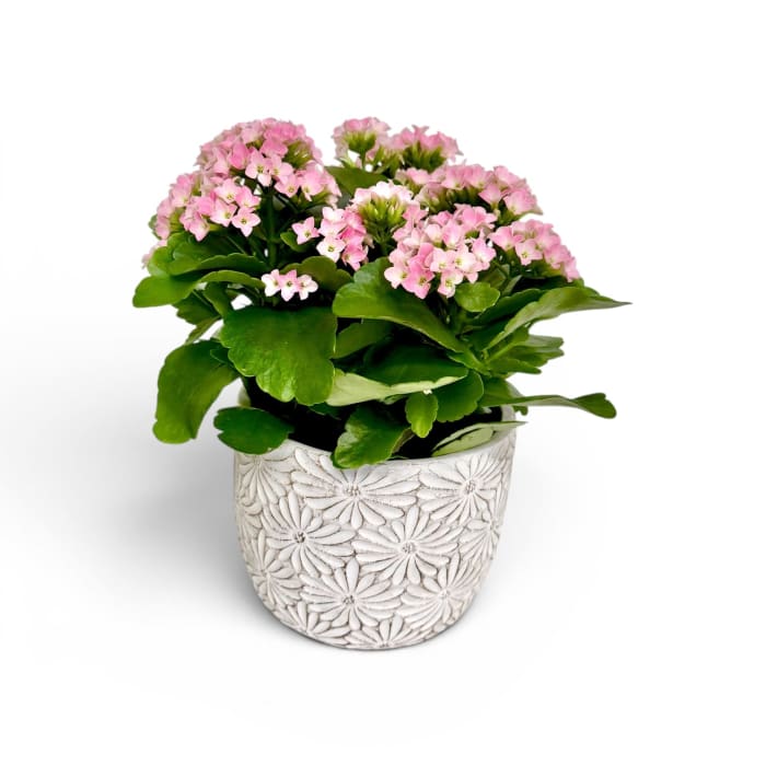 The Blushing Bloom Kalanchoe