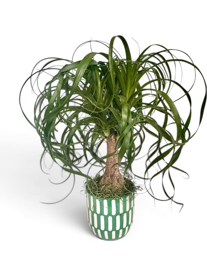 The Modern Ponytail Palm