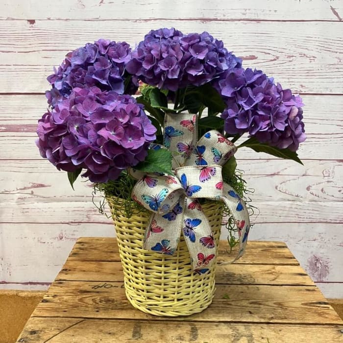 Hypnotic Hydrangea Plant