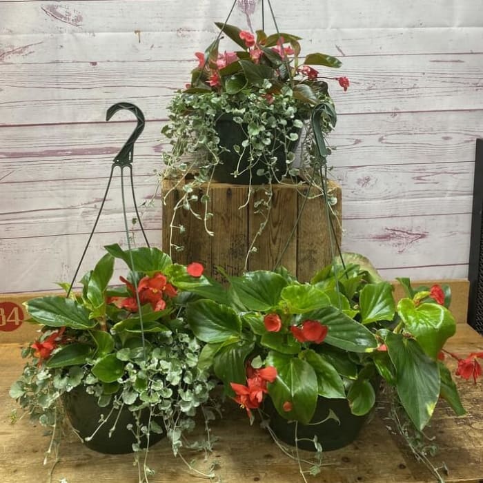 Blooming Hanging Baskets