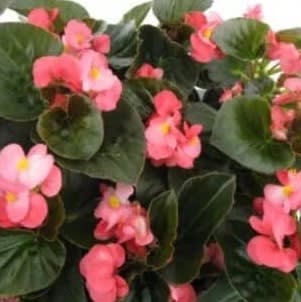 Begonia 4'' Annual