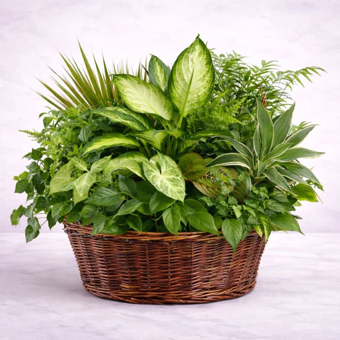 Dishgarden