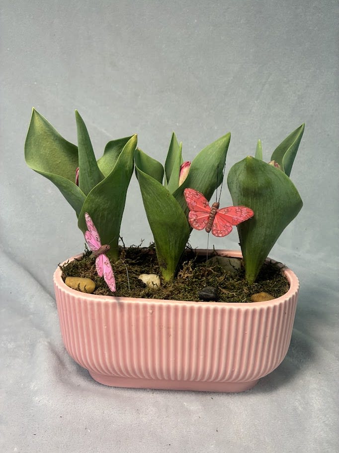 Butterflies and Blooms