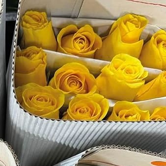 Yellow Roses
