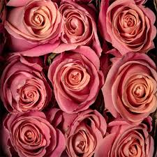 Pink Roses Hermosa