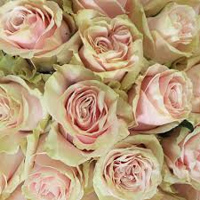 Pink Roses Light Mondial