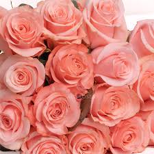 Pink Roses be sweet