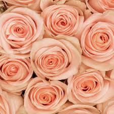 Peach Roses