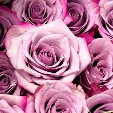 Purple Roses