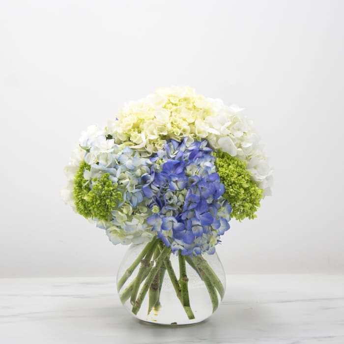 Simply Hydrangea