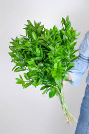 Ruscus
