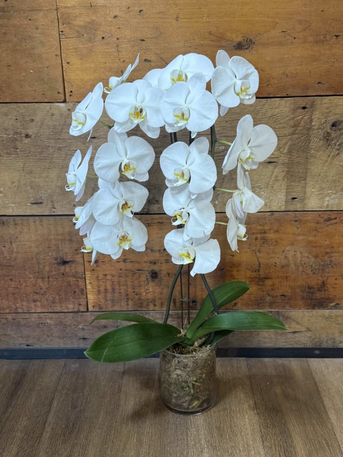 White Orchid Plant