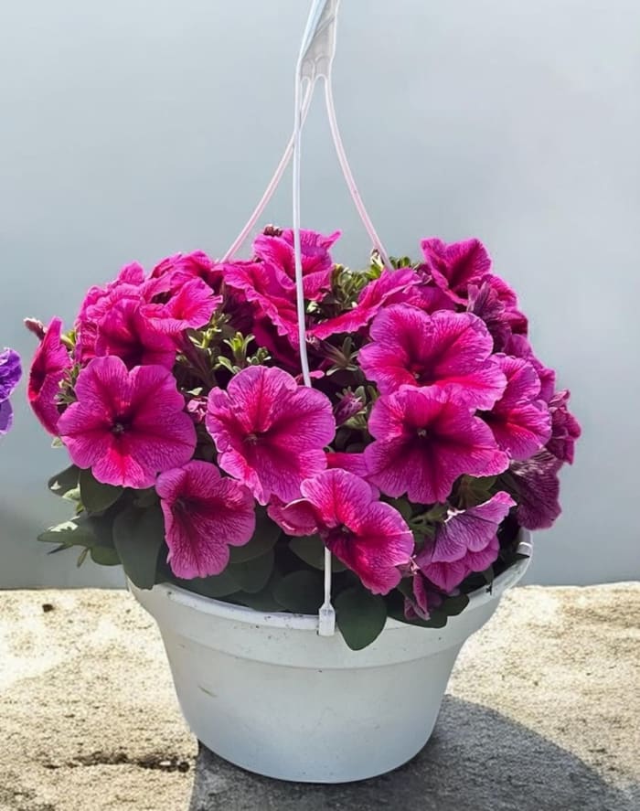 10" Pink Striped Wave Petunia Hanging Basket