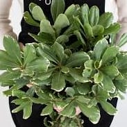 Pittosporum