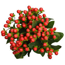 Hypericum