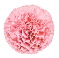 Carnations