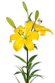 Lily Asiatic