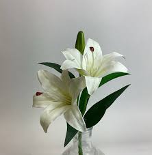 Lily Oriental