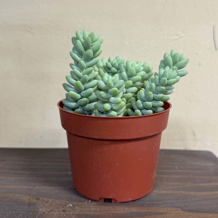 Burro's Tale Plant (4 inch)