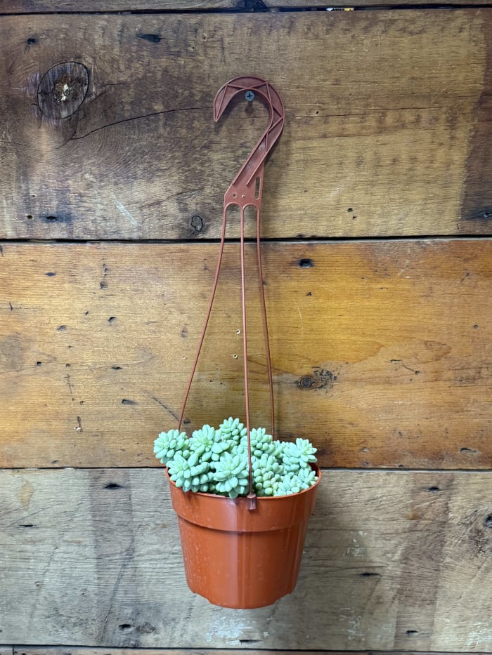Burro's Tail Hanging Plant (6')