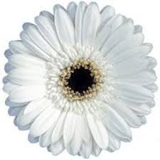 Gerberas