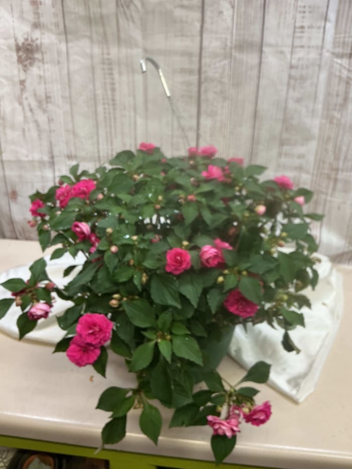 Double Rose Impatien