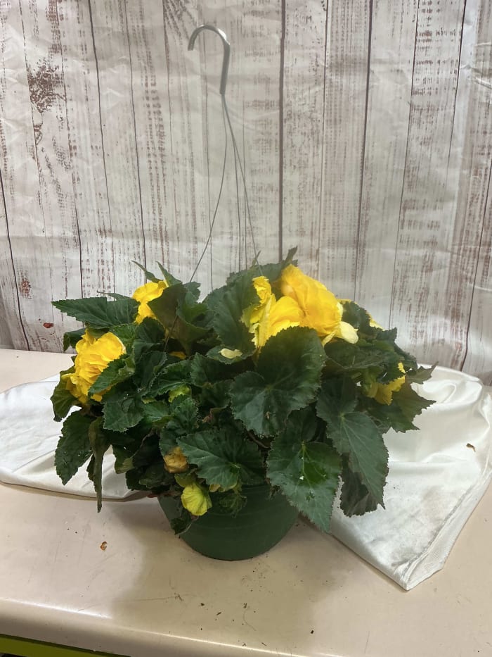 Nonstop Begonia