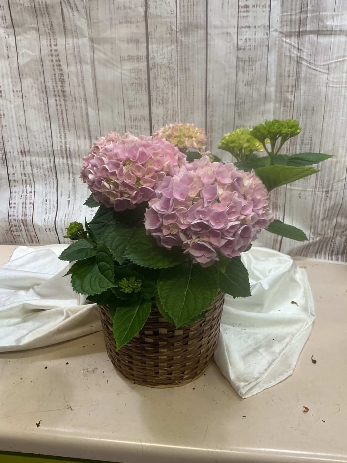 Hydrangea Plant