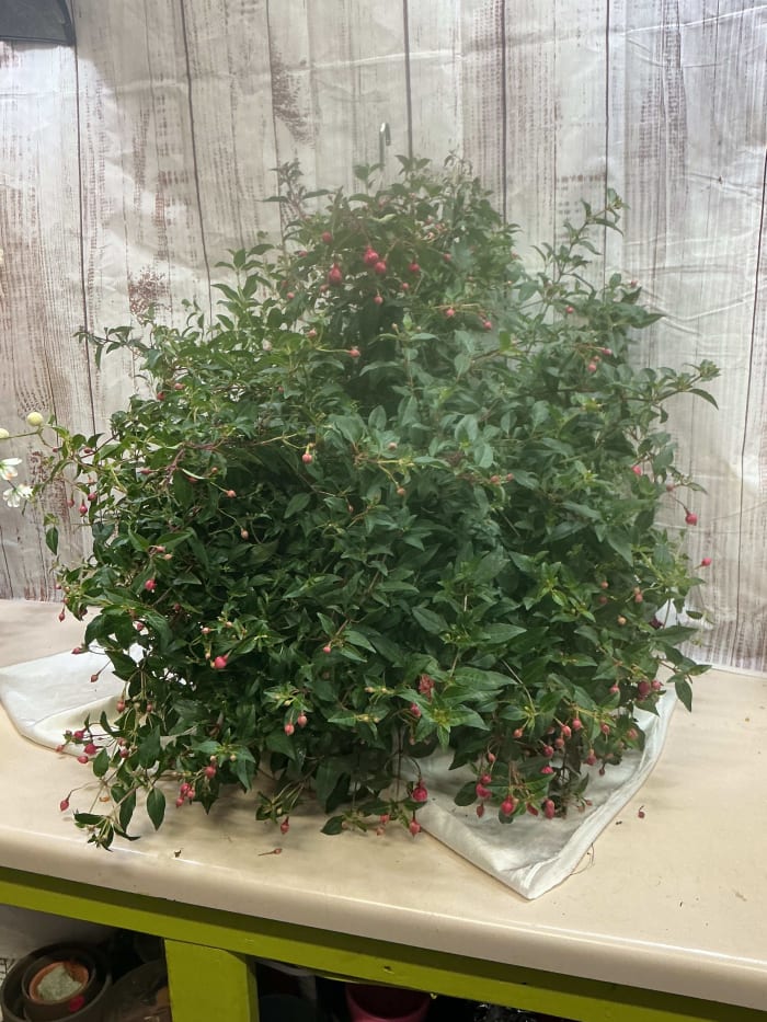 Fushia Hanging Basket