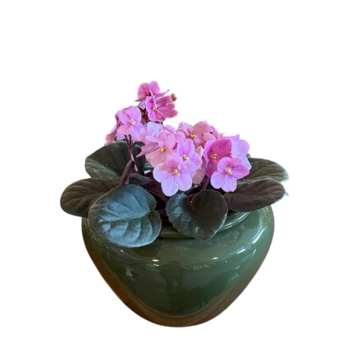 African Violet