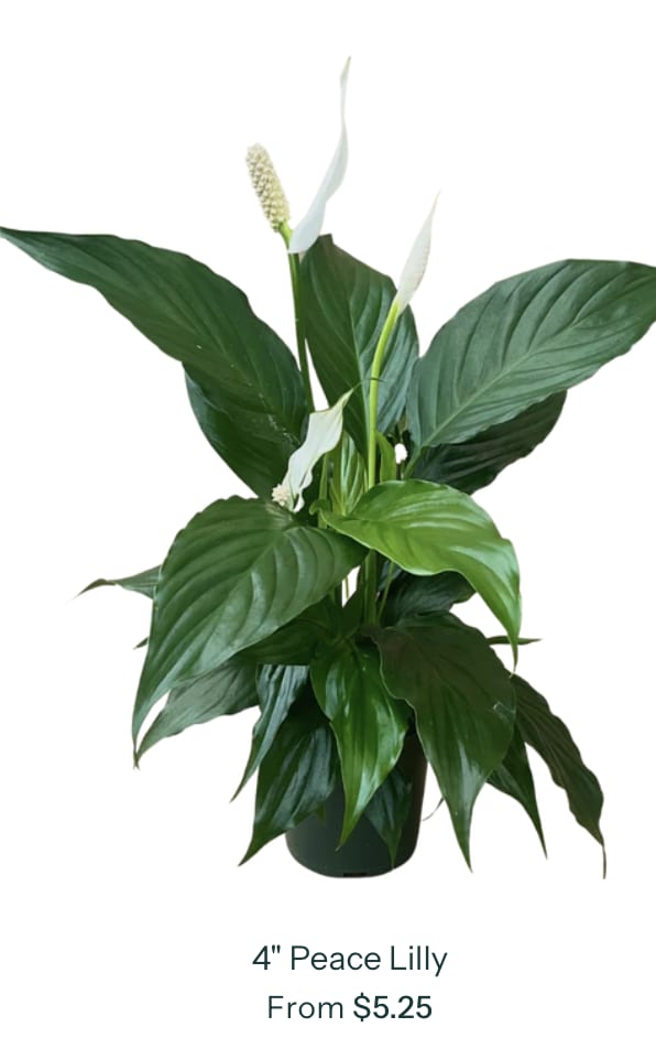 Peace Lily 4" Bare Pot