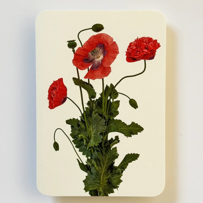 Poppy Card