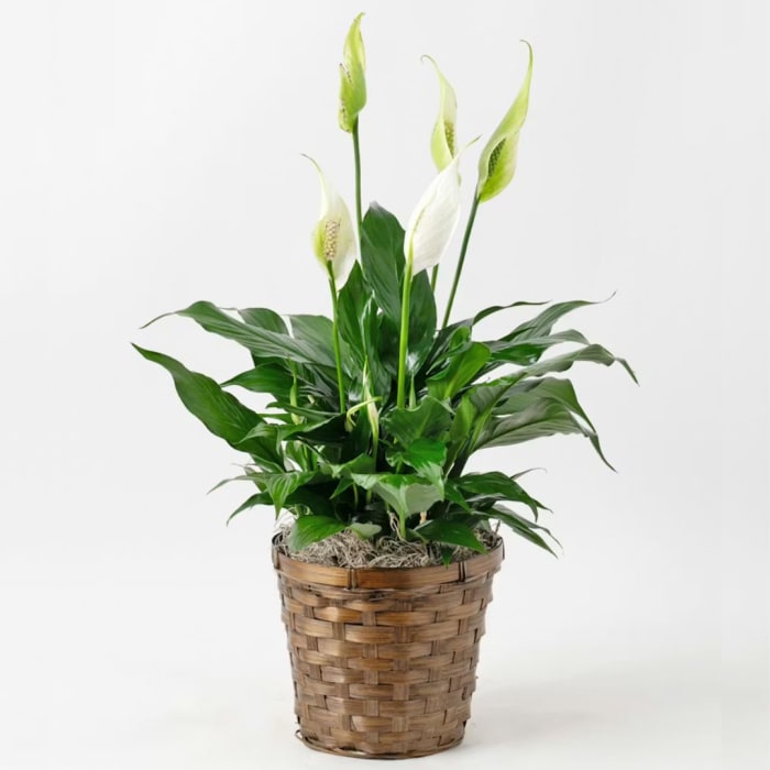 Peace Lily Plant- Small