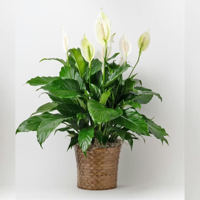 Peace Lily Plant- Medium