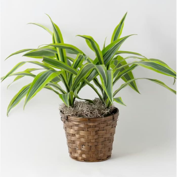 Lemon Lime Dracaena Plant