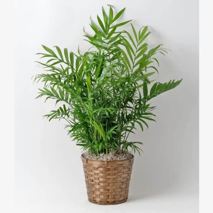 Bella Palm Plant-Small