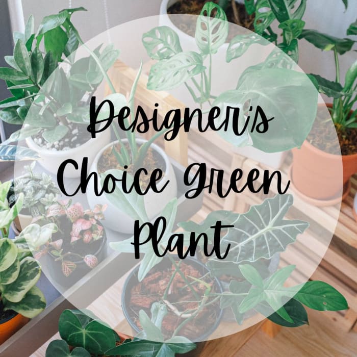Designer's Choice Green Plant