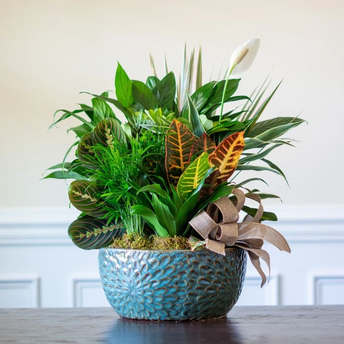 Ceramic Dish Garden