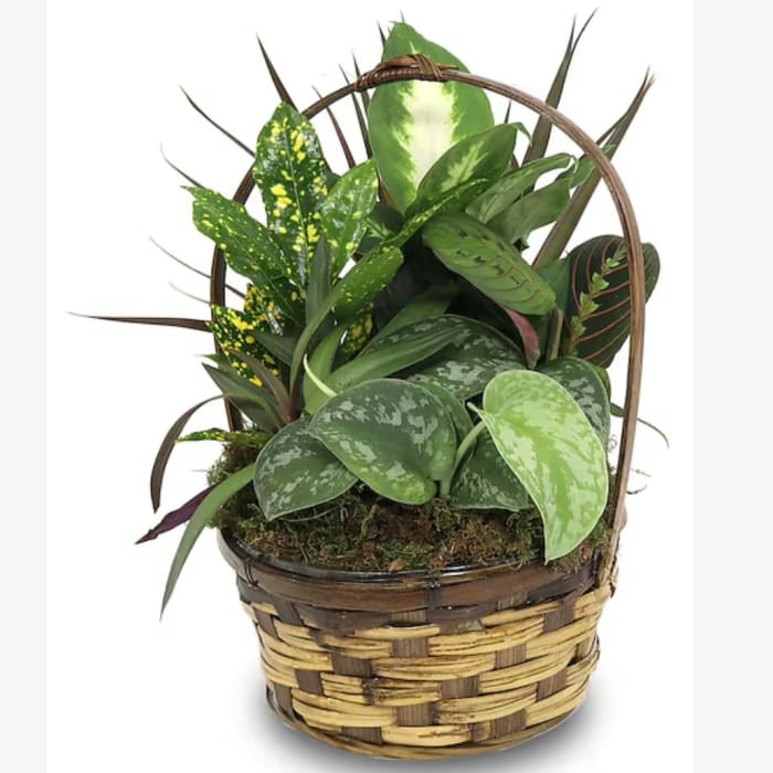 Basket Garden