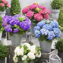 Hydrangea Plant  - Designer's Choice of Color