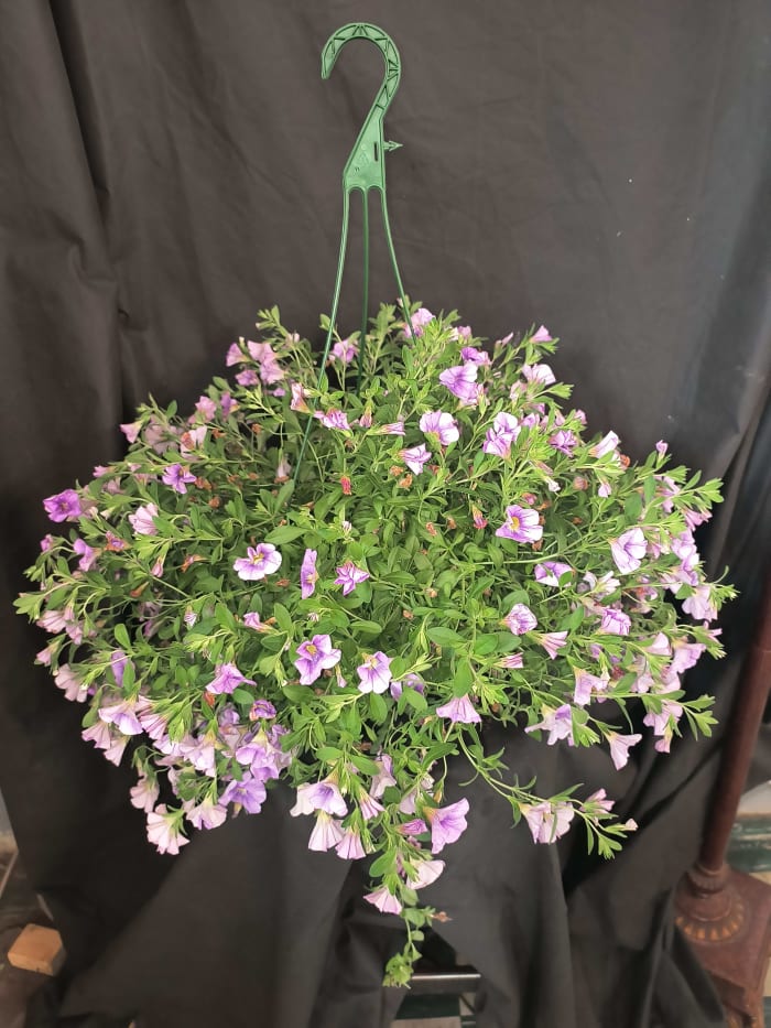 Petunia Hanging Plant Basket