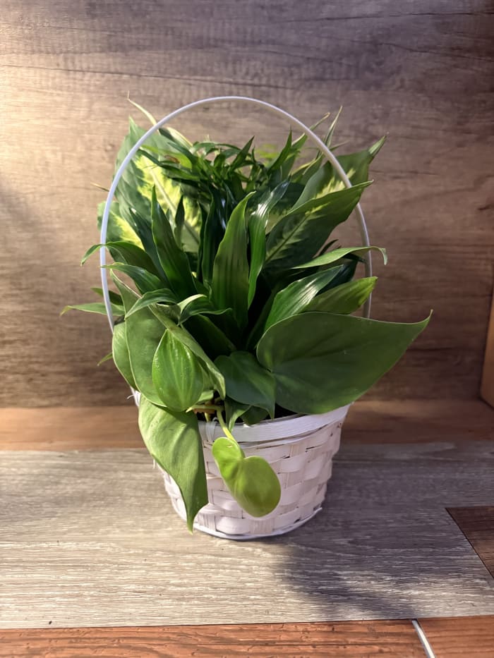 Indoor Garden Planter