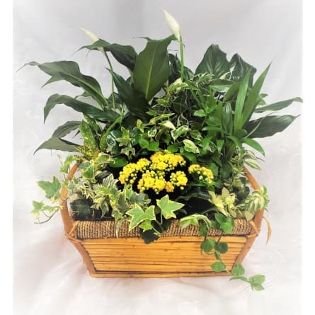 Traditional Tropical Planter