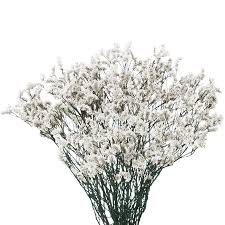 Limonium