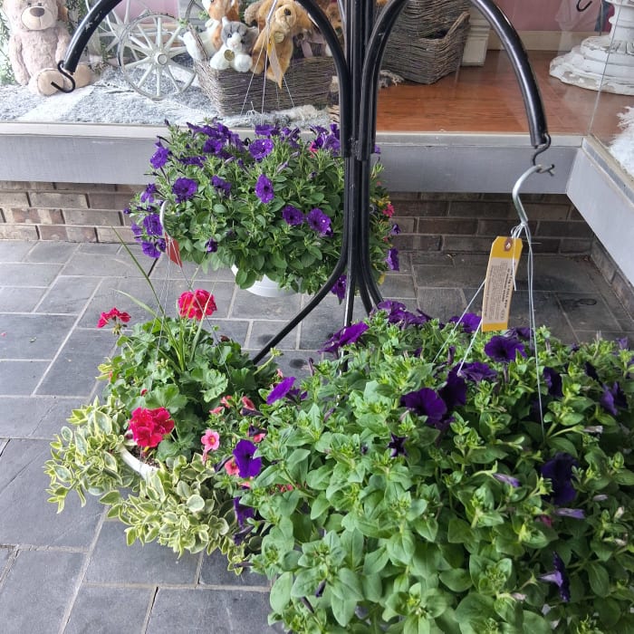 Annual Hanging Basket