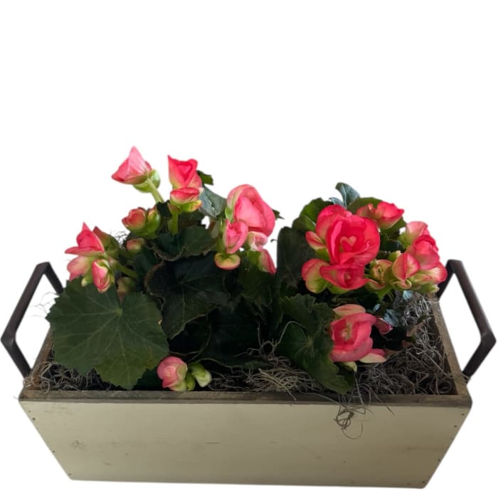 Blushing Begonia Garden